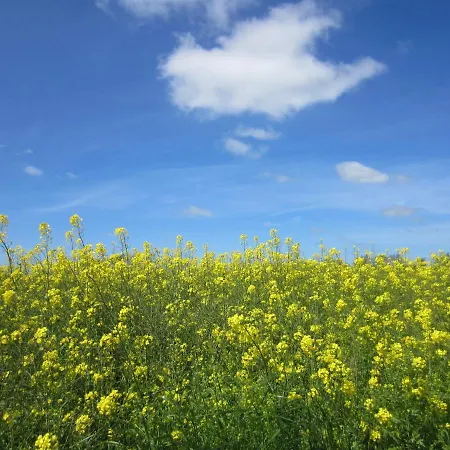公寓 Fehmarn-ostseeferienhafenkieker179